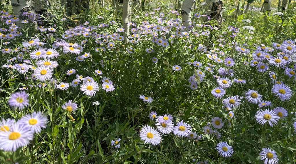 Wildflowers along trail near Crested Butte, Colorado | Vaquera House